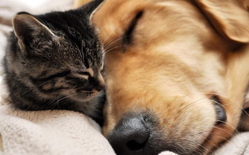 Productos Veterinarios